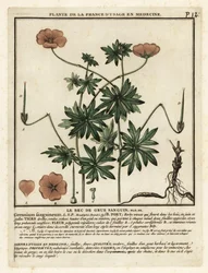 Bloedooievaarsbek, Geranium sanguineum