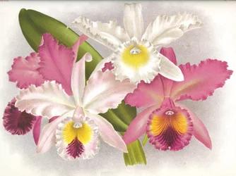 Botanische plaat/Cattleya labiata/Lindenia