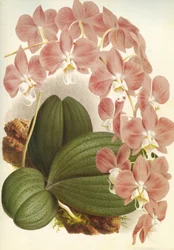 Botanische plaat/Phalaenopsis sanderiana/Lindenia