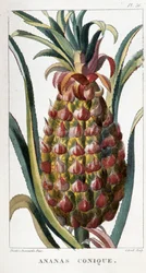 Botanische plaat van een ananas