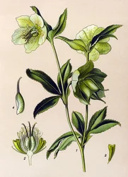 Botanische plaat, giftige en medicinale plant: groene nieskruid (Helleborus viridis)