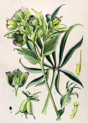 Botanische plaat. Giftige plant: Helleborus foetidus