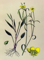 Botanische plaat, giftige en medicinale plant: vlam boterbloem, kleine gracht of kleine vlam (Ranunculus flammula)