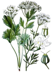 Botanisch bord, geneeskrachtige plant: anijs