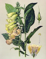 Botanisch bord, plant: Grootbloemige vingerhoedskruid (Digitalis grandiflora)