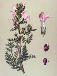 Botanische plaat, plant: moerashelmkruid (Pedicularis palustris)