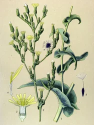 Botanische plaat, plant: wilde sla (Lactuca virosa)