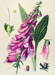 Botanische plaat, plant: paarse vingerhoedskruid (Digitalis purpurea)
