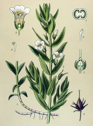 Botanische plaat, plant: gratiola officinalis (Gratiola officinalis)