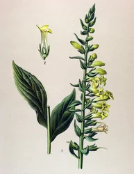 Botanische plaat, plant: gele of kleine vingerhoedskruid (Digitalis lutea)