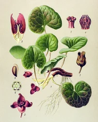 Botanische plaat, giftige en medicinale plant: Europese asaret (Asarum europaeum)
