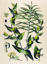 Botanische plaat, giftige en medicinale plant: Euphorbia epurge (Euphorbia lathyris)