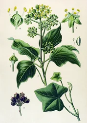 Botanische plaat, giftige en geneeskrachtige plant: klimop of gewone klimop (Hedera helix)