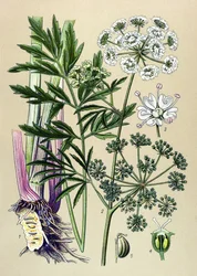 Botanische plaat, giftige en medicinale plant: waterscheerling (Cicuta virosa)