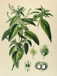 Botanisch bord, giftige plant: Jaarlijkse mercuriale (Mercurialis annua)