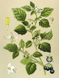 Botanische plaat, giftige plant: zwarte nachtschade (Solanum nigrum)