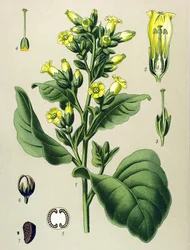 Botanische plaat, giftige plant: Mapacho witte tabak (Nicotiana rustica)