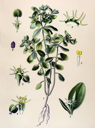Botanisch bord, giftige plant: Wolfsmelk (Euphorbia esula)