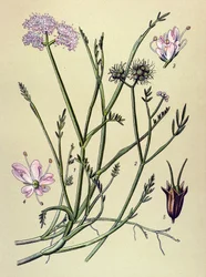 Botanische plaat, giftige plant: fistel (Oenanthe fistulosa)