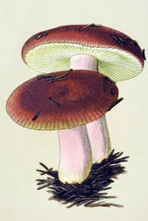 Botanisch bord met giftige schimmel: braakrussula (Russula emetica).