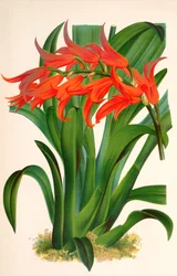 Botanische illustratie/Ada aurantiaca