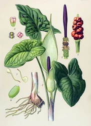 Botanische plank. Giftige en geneeskrachtige plant: gevlekte aronskelk (Arum maculatum)