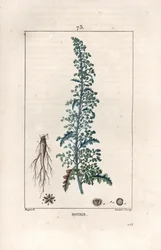Botris (Chenopodium botrys) - Gravure door Lambert fils, naar een tekening van Pierre Jean Francois Turpin, uit La flore medicale, door Chaumeton, Poiret et Chamberet, Parijs 1830 - Jeruzalem eikenblad, Dysphania botrys