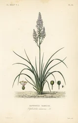 Vertakte affodil