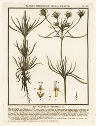 Vertakte weegbree, Plantago indica