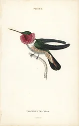 Breedstaartkolibrie, Selasphorus platycercus (driekleurige kolibrie, Trochilus tricolor). Met de hand ingekleurde staalgravure door William Lizars uit Sir William Jardines „Naturalist