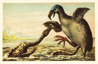 Brontornis vecht met een Hadrosaurus. 1908 (lithografie)