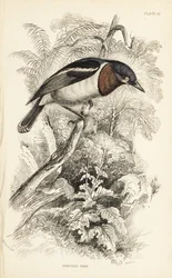 Bruin-keel watt-oog. Handgekleurde staalgravure door William Lizars naar een illustratie van William Swainson uit Sir William Jardine