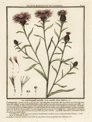 Bruine knoopkruid, Centaurea jacea
