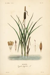 Lisdodde, Typha latifolia, Massette