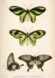 Vlinders, Indonesië