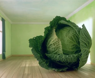 Kool (naar Magritte)