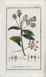 Californische sering (Ceanothus americanus). Lithografie uit “Afbeelding der Artseny-Gewassen” door Johannes Zorn (1739-1799), Nederland