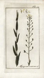 Camelina of valse vlas of sesam uit Duitsland (Camelina sativa). Lithografie uit “Afbeelding der Artseny-Gewassen” door Johannes Zorn (1739-1799), Nederland