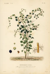 Canadese maanzaad of gele parilla, Menispermum canadense, Menisperme du Canada
