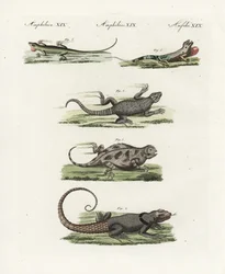 Kaapse gordelhagedis (Afrikaanse sauriër), Cordylus cordylus 1, Cuvier