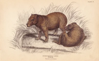 Capibara. Handgekleurde staalgravure door Lizars naar een illustratie van Charles Hamilton Smith uit William Jardine