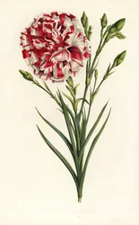 Anjer hybride, Louis Napoleon, Dianthus caryophyllus. Handgekleurde lithografie uit Louis van Houtte en Charles Lemaire