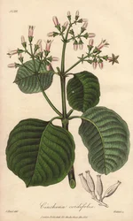 Cartagena schors, Cinchona cordifolia