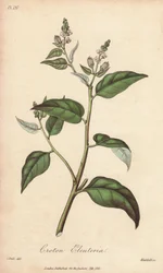 Cascarilla (Croton eleuteria) - Sterk water door William Clarke ter illustratie van 