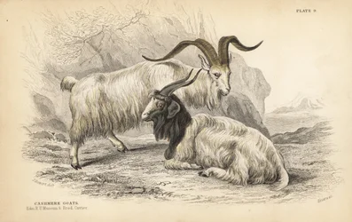 Kasjmiergeit, Capra hircus lanigera. Edinburgh Royal University Museum en Frederick Cuvier. Handgekleurde staalgravure door Lizars naar een illustratie van James Stewart uit William Jardine