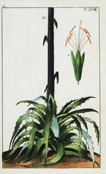 Eeuwplant, Agave americana