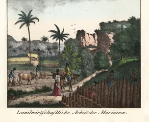 Chamarro boeren ploegen een veld en snijden rijen plantages in de Marianenarchipel (VS). Illustratie uit Voyage Around the World (1824) door Louis de Freycinet (1779-1842). Lithografie voor het boek: “Galerie complete en tableaux fideles des peuples d