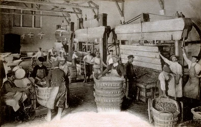 Champagne: druiven persen in het Saint-Helene oogsthuis, Moet & Chandon Epernay huis, begin twintigste eeuw