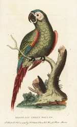 Kastanjefront ara, Ara severus. Braziliaanse groene ara. Illustratie gekopieerd van George Edwards