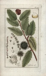 Kastanje (Castanea sativa). Lithografie uit “Afbeelding der Artseny-Gewassen” door Johannes Zorn (1739-1799), Nederland